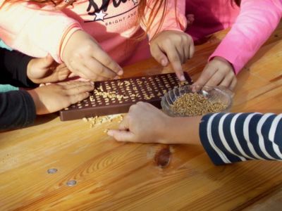 Kinderhände befüllen ein Getreidezählbrett aus mit Körner aus einerm Glasschälchen.